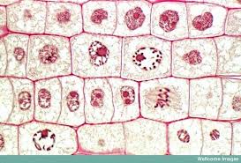 Various stages of mitosis are prophase, metaphase, anaphase and telophase. Pivot Interactives Mitosis In Onion Root Tips Answer Key Online Onion Root Tip Assignment Go To The Following Internet Address Welcome To The Blog