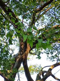 Image result for Celtis mildbraedii