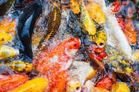 Menyiapkan kolam ikan koi untuk budidaya rumahan. Penerapan Cara Budidaya Ikan Koi Yang Berkualitas Tinggi
