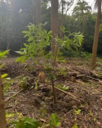 Image result for Malvaceae subfamily Bombacoideae