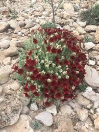 Image result for Cycnium tubulosum