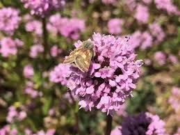 Image result for Pleiotaxis fulva