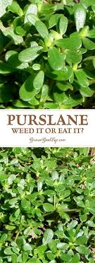 Sea salt and pepper to taste. Purslane Weed It Or Eat It