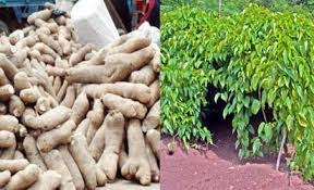Yam Production Business Plan In Nigeria