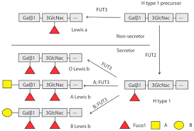 How Do I Know If I'M A Secretor Or A Non-Secretor? - The Tech Interactive