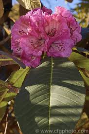 Rhododendron Protistum Var Giganteum A Variety Of An Early Flowering Tree Sized Grande Series Rhododendron Native To T Rhododendron Flowering Trees Giganteum