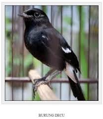 Harga burung decu bahan merupakan jenis. Gambar Burung Decu Kembang Gambar Burung Wallpaper