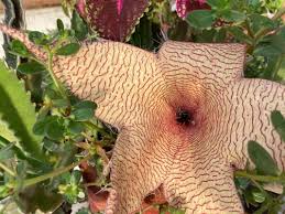 Image result for Stapelia gigantea