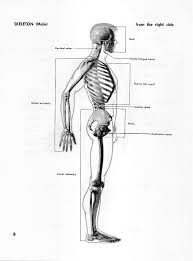 Thieme atlas of anatomy neck and internal organs 1st. Atlas Of Human Anatomy For The Artist Pdf Txt