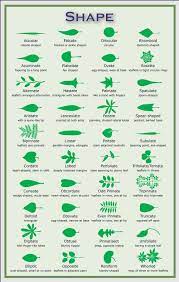 Flowering plants tend to grab your attention with their blossoms and naturally, the flower often becomes what you use when trying to identify the plant. Leaf Diagrams Leaf Structure Botany Tree Identification