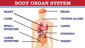This useful list will help you expand your english vocabulary words. Organs Of The Body Internal Organs Of Human Body Body Parts Name à¤¶à¤° à¤° à¤• à¤… à¤— à¤• à¤¨ à¤® Youtube