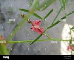 Image result for Indigofera charlieriana