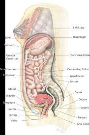 Pin On Pregnancy