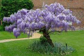 How To Plant Prune And Care For Wisterias Plants Wisteria Plant Lawn And Garden