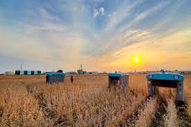 At x, projects prototype, experiment and iterate to derisk their moonshot . Alphabet S Latest X Project Is A Crop Sniffing Plant Buggy The Verge