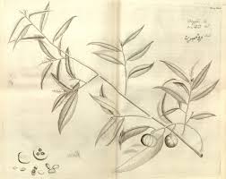 Image result for Shirakiopsis