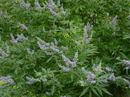 Image result for Vitex fischeri