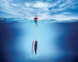 Because i know, you will not be able to download all wallpapers one by all pictures are in hd. Fishing Desktop Backgrounds Group 75