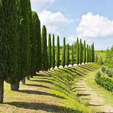 Image result for Cupressus funebris