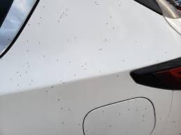 Jul 03, 2021 · the beetles also have been found on nearby private land up to several miles away. Came Outside To Thousands Of Tiny Bugs Covering My Car Any Idea What Type They Are They Only Seemed To Be On Light Cars Winnipeg