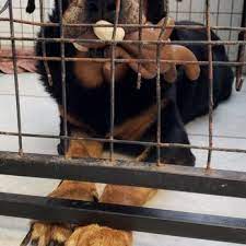 We did not find results for: Safe Pet Rescue Pet Adoption St Augustine Fl Phone Number