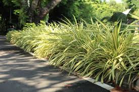 Image result for Chlorophytum lancifolium