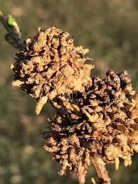 Image result for pseudomonas savastanoi pv nerii oleander symptoms