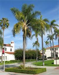 Image result for Cocos