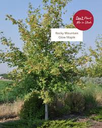 Image result for bigtooth maple