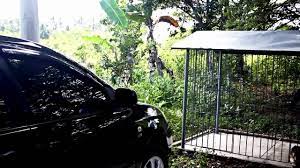 Jul 17, 2021 · kardong kidlat cesar montano : Nardong Kidlat 2015 Season 1 Eps1 Master Copy Xvid Youtube