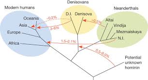 Genfluss einfach und unkompliziert erklärt. Knoten Im Stammbaum Nachricht Archaologie Online