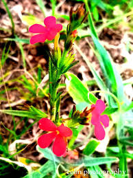 Image result for Striga asiatica