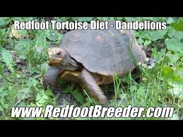 Dandelion chrysanthemum tea 8.81 oz （5g 50 packets）natural dried flower tea cool and refreshing good tea 蒲公英菊花茶250g. Redfoot Tortoise Diet Dandelion Greens And Flowers Youtube