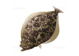 赤ちゃんハウスライブカメラ#stay home and see the monkey#with me. ãƒ'ãƒ©ãƒ¡ ã‚¤ãƒ©ã‚¹ãƒˆç´ æ 1656090 ãƒ•ã‚©ãƒˆãƒ©ã‚¤ãƒ–ãƒ©ãƒªãƒ¼ Photolibrary