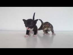 How old do kittens have to be before they can go outside? 3 Weeks Old Kittens Start Walking Youtube