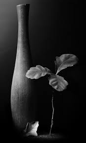Black And White Still Life Photography By Sergei Kostarev Soulhearts Still Life Flowers Still Life Photography Low Key Photography