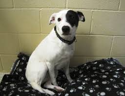 Black And White Border Collie Mix Hero Is A White And Black Male Border Collie And Jack Russell Terrier Mix He Was Born On Thursday March 25 20 Dog Adoption Dog Help Jack Russell Terrier Mix