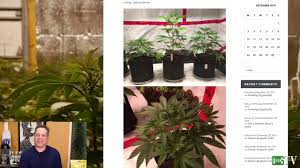 You want to eat it too? Selecting A Cannabis Mother Plant For Cloning A Grower S Guide To Phenotypes And Pheno Hunting Youtube