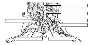 A text and colour atlas. Fetal Pig Dissection Biology Libretexts