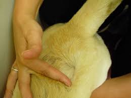 Cats with hypersensitivity have an allergic reaction to the antigens in flea saliva. Scratching Or Itchy Skin Vetwest Animal Hospitals