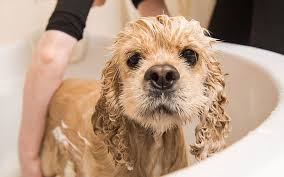 We also service redmond, wa & the surrounding areas. How Often Should I Bathe My Dog Sunset Veterinary Clinic