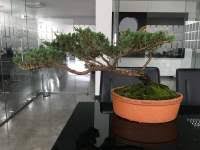 Awaken a deeper awareness, find your purpose, and manifest your dreams today! How Can I Make My Pads Look Thicker Bonsai Forum Bonsai Empire