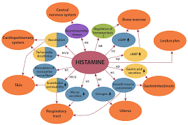 Image result for Histamine