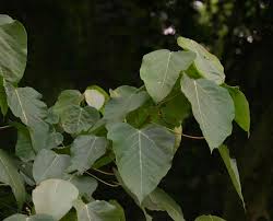 Image result for Macaranga capensis