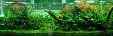 > an aquarium is a vivarium of any size having at least one transparent side where aquatic crops or animals are placed and displayed. Aquatic Plants Fertilizer Aquascaping Aquatic Plants Aqua Rebelaquatic Plants Fertilizer Aquascaping Aquatic Plants Aqua Rebell
