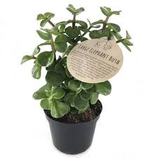 Image result for Grona afra