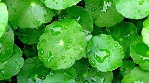 Manfaat daun pegagan dikenal sebagai obat herba alami yang dipercaya ampuh. Khasiat Daun Pegaga Archives Cantikseri