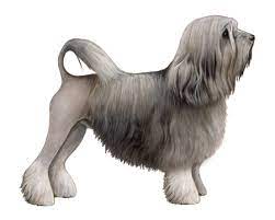 Take him to a professional groomer for his lion trim every two months. Lowchen Facts Wisdom Panel Dog Breeds