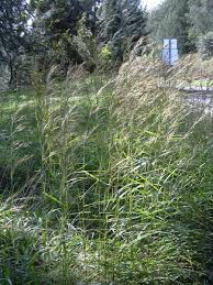 Image result for Hyparrhenia nyassae