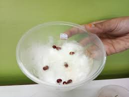 Tugas mata kuliah sains dengan menguji coba pertumbuhan biji kacang hijau dengan media kapas dan tanah dalam. Amali Minggu 5 Percambahan Biji Benih 8 10 18